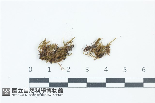 粗毛青毛蘚藏品圖，第1張