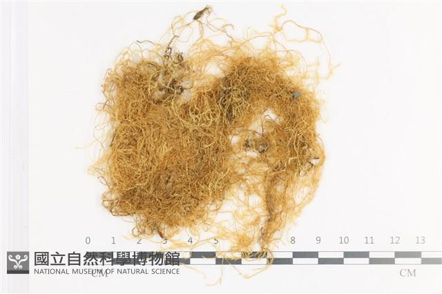 登錄號:B00000183藏品圖，第1張