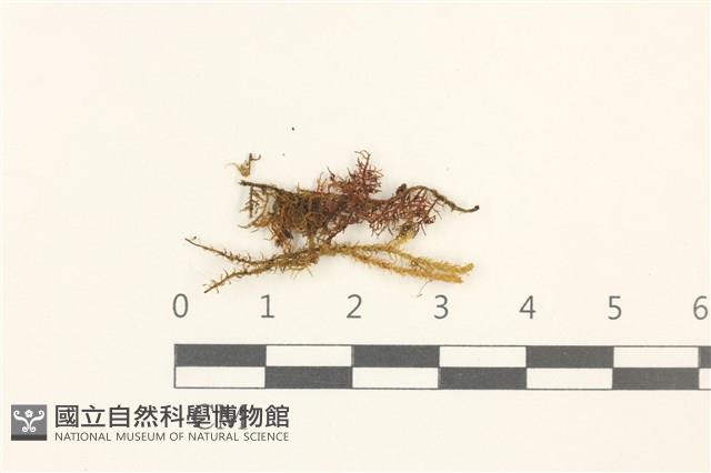 登錄號:B00011983藏品圖，第1張