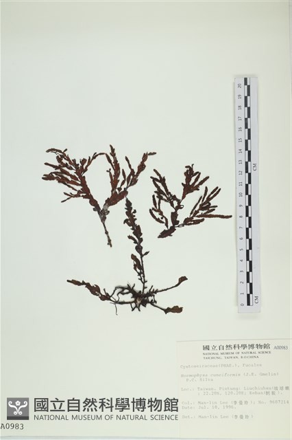 登錄號:A00000983藏品圖，第1張