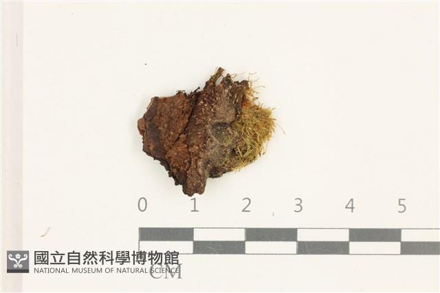 柳葉反齒蘚藏品圖，第1張