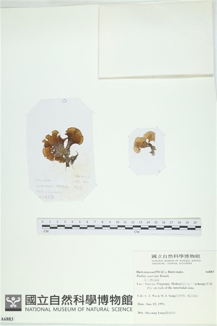 南方團扇藻藏品圖，第1張