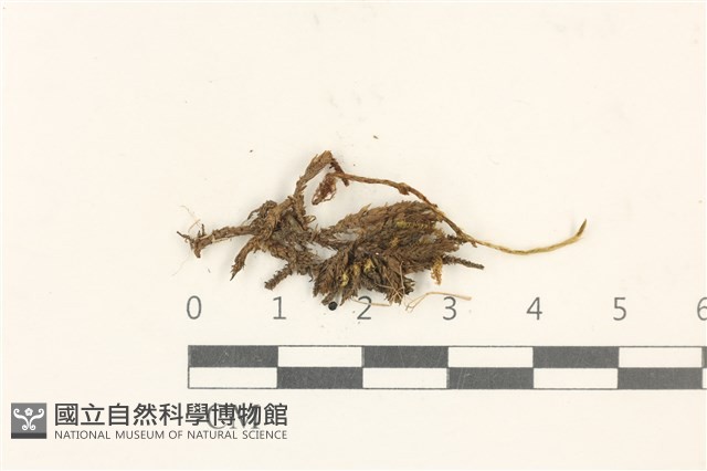 登錄號:B00014883藏品圖，第1張