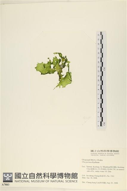 石蓴藏品圖，第3張