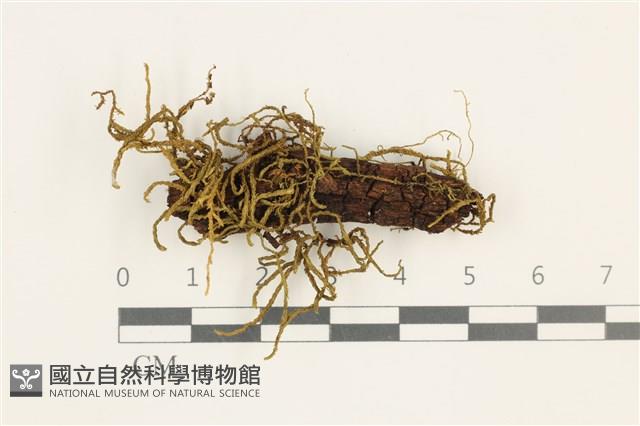 登錄號:B00011883藏品圖，第1張