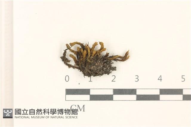 臺灣曲柄蘚藏品圖，第1張