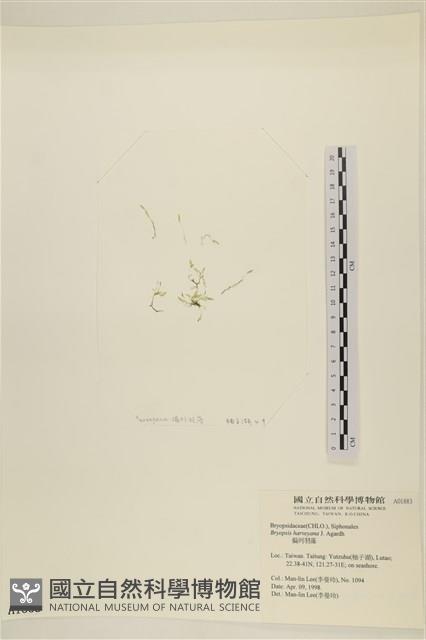 偏列羽藻藏品圖，第3張