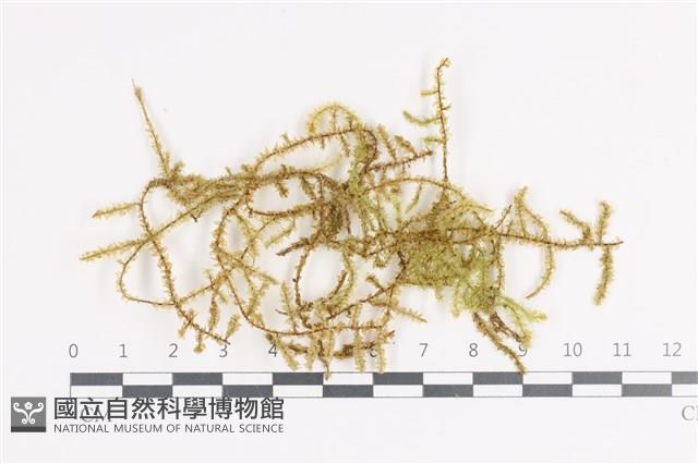 登錄號:B00011383藏品圖，第1張