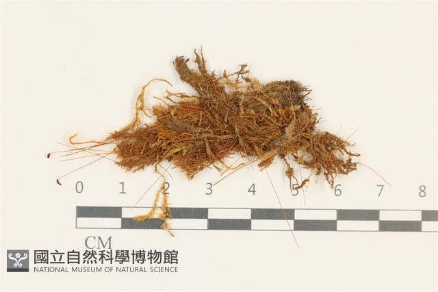 登錄號:B00003383藏品圖，第1張