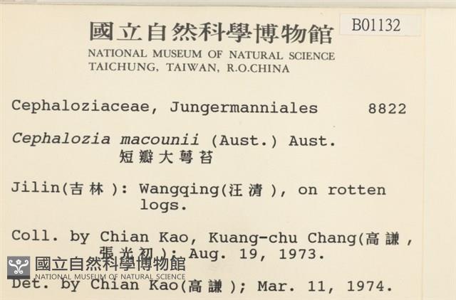 短瓣大萼苔藏品圖，第2張