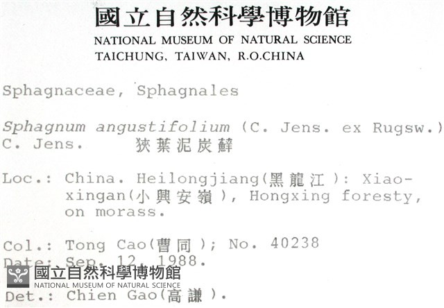 狹葉泥炭蘚藏品圖，第2張