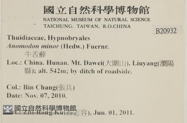 小牛舌蘚藏品圖，第2張