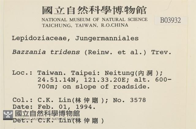 鞭苔,三裂鞭苔藏品圖，第2張