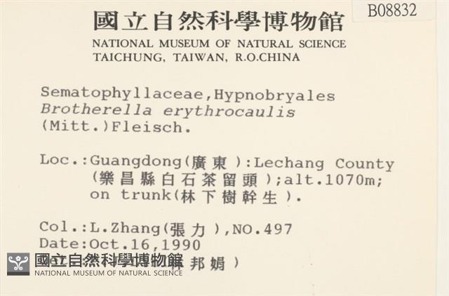 赤莖小錦蘚藏品圖，第2張