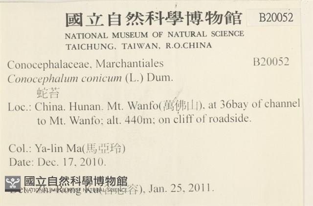 蛇苔藏品圖，第2張