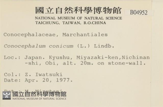 蛇苔藏品圖，第2張