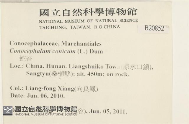 蛇苔藏品圖，第2張