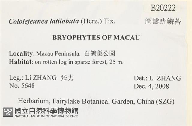 闊瓣疣鱗苔藏品圖，第2張