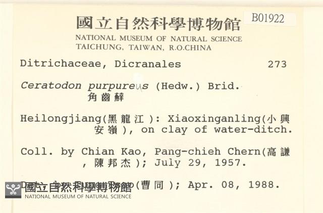 角齒蘚藏品圖，第2張