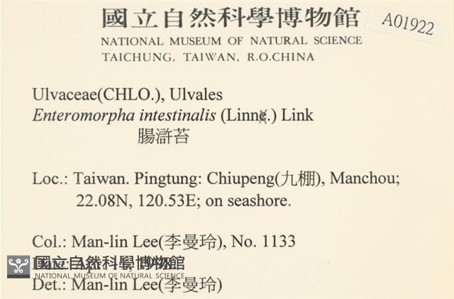 腸滸苔, 河石髮藏品圖，第2張