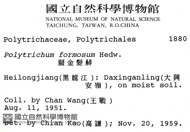 擬金髮蘚藏品圖，第2張