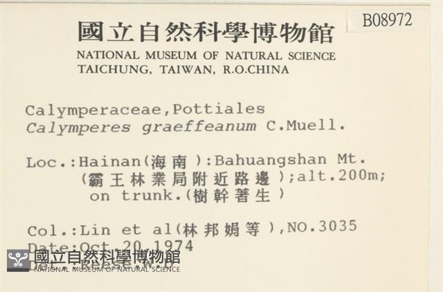 細花葉蘚藏品圖，第2張