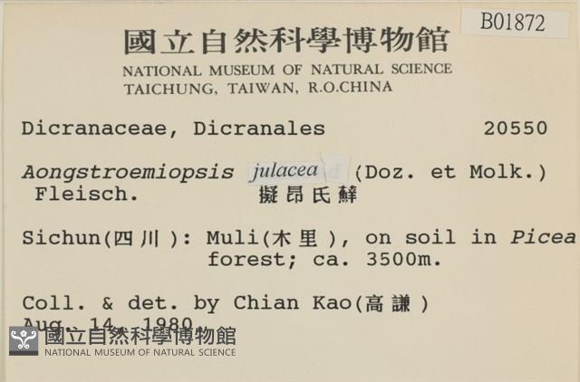 擬昂氏蘚藏品圖，第2張