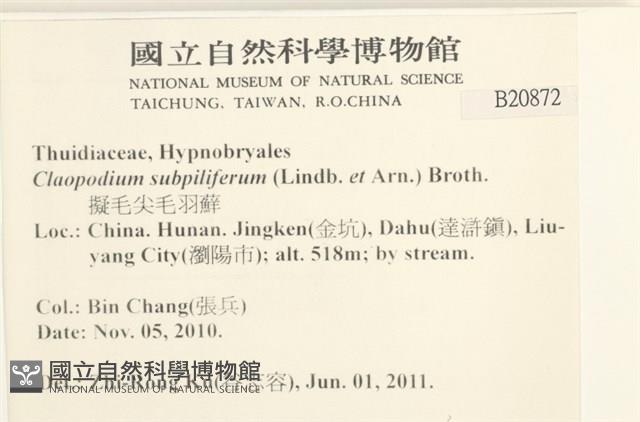 擬毛尖麻羽蘚藏品圖，第2張