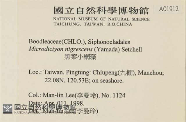 黑葉小網藻藏品圖，第2張