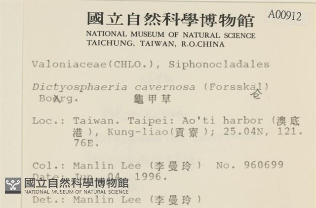 網球藻藏品圖，第2張