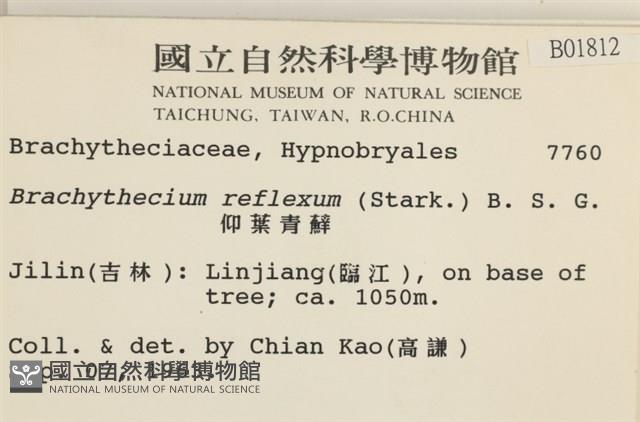 仰葉青蘚藏品圖，第2張