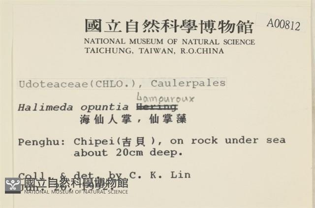 仙掌藻, 海仙人掌藏品圖，第2張