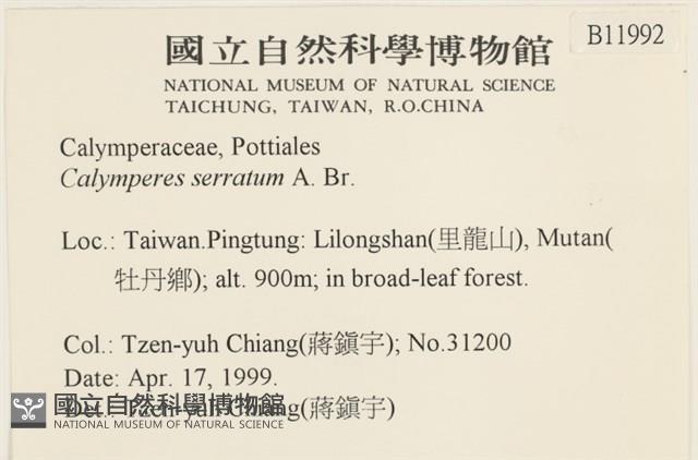 齒邊花葉蘚藏品圖，第2張