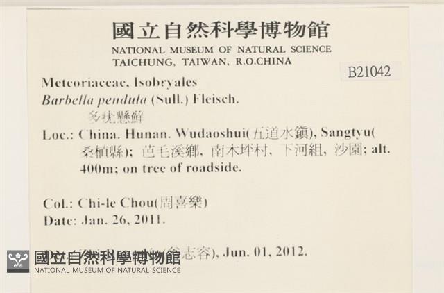 多疣懸蘚藏品圖，第2張