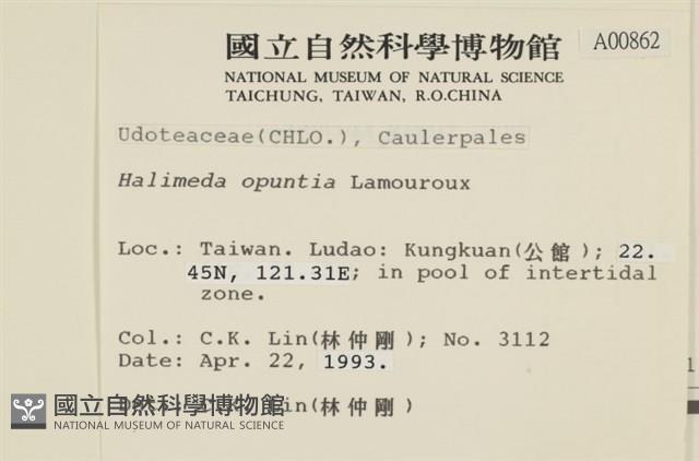 仙掌藻, 海仙人掌藏品圖，第2張