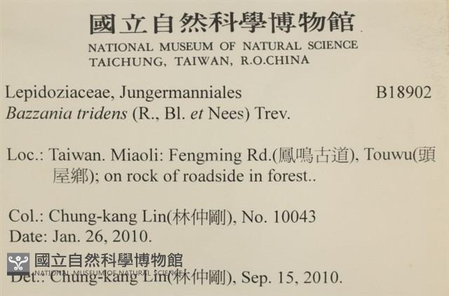 鞭苔,三裂鞭苔藏品圖，第2張