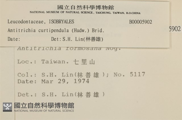 臺灣逆毛蘚藏品圖，第2張