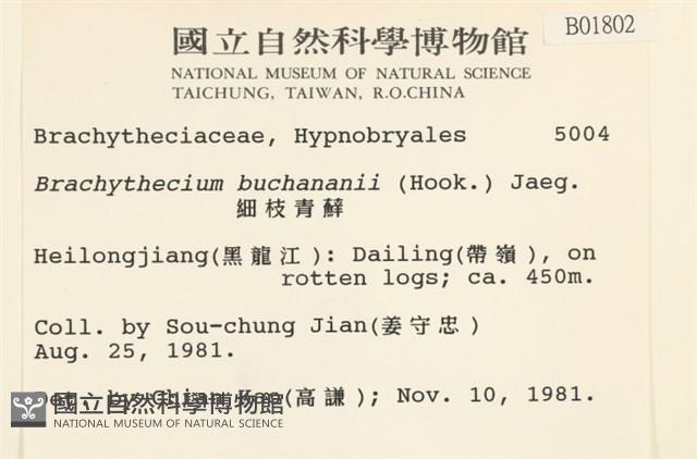 細枝青蘚藏品圖，第2張