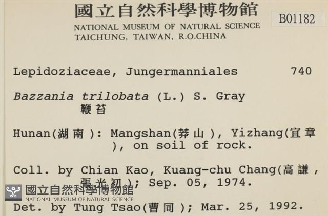 鞭苔藏品圖，第2張