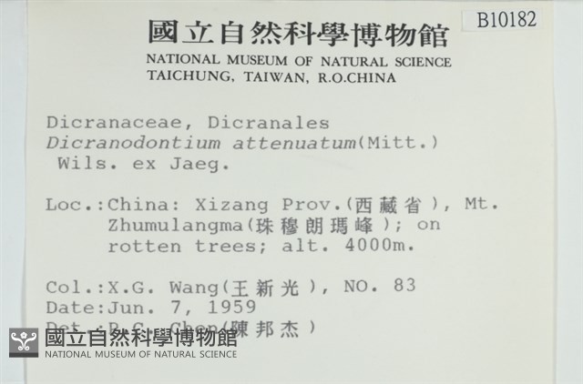長葉青毛蘚藏品圖，第2張