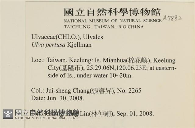 石蓴藏品圖，第2張