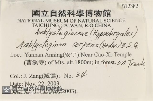 柳葉蘚藏品圖，第2張