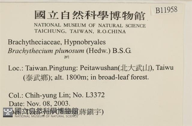 羽枝青蘚藏品圖，第2張