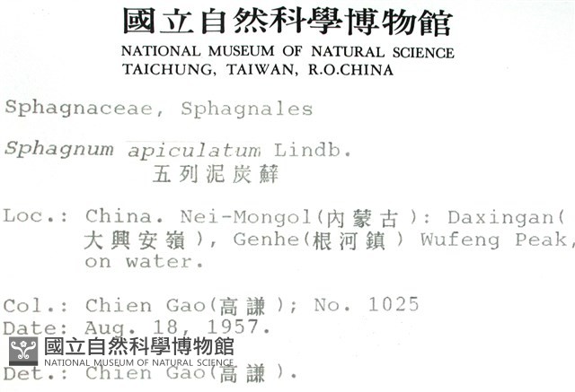 喙葉泥炭蘚藏品圖，第2張