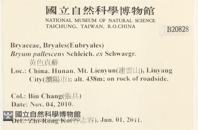 黃色真蘚藏品圖，第2張