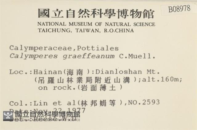 細花葉蘚藏品圖，第2張