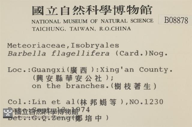 鞭枝懸蘚藏品圖，第2張