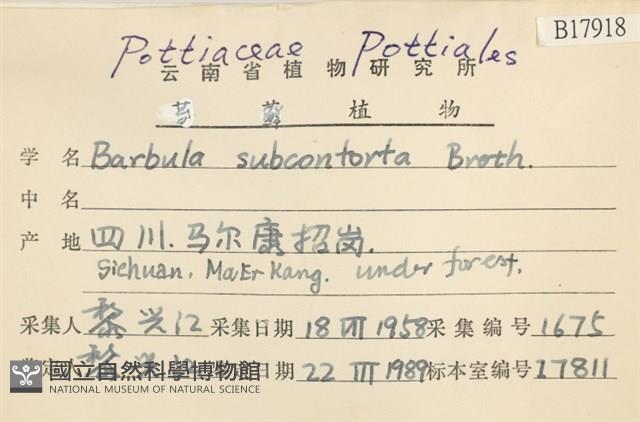 狹葉扭口蘚藏品圖，第2張