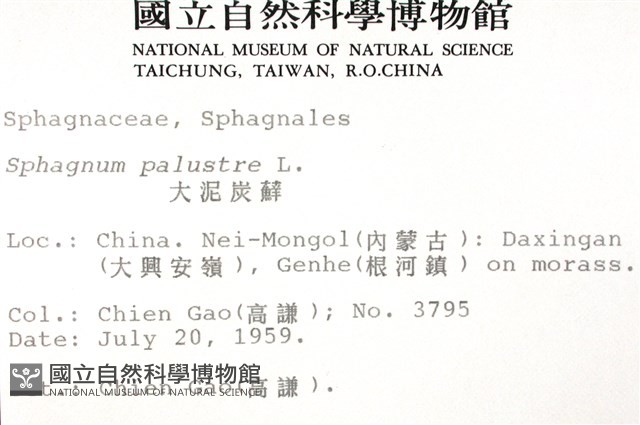 大泥炭蘚藏品圖，第2張