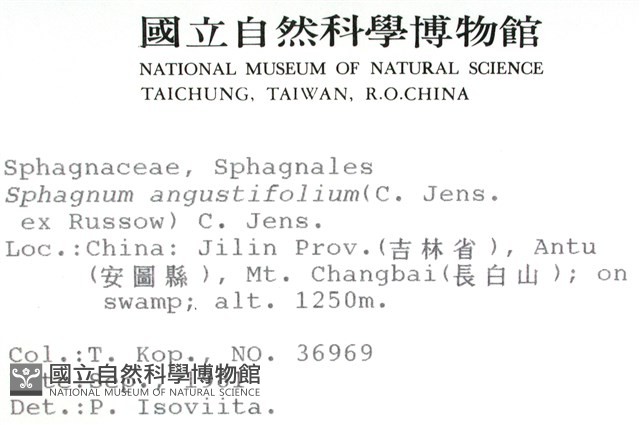 狹葉泥炭蘚藏品圖，第2張